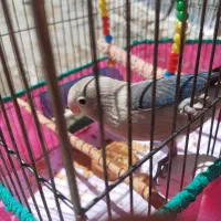 طوطی برزیلی