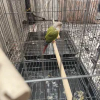 گرینچیک|پرنده|ورامین, خیر آباد|دیوار