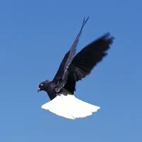 زاغدم سفید ماده به ضمانت همه چیز