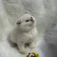 گربه اسکاتیش و بریتیش