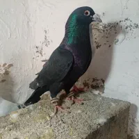 کبوتریاکفترشامی کرمانی زاغ کرمانی