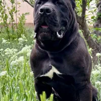 توله کنکورسو