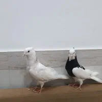 دوتاکبوترنرومادهخیلیخوبوقشگاست|پرنده|بانه, |دیوار