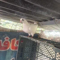کبوتر عالی