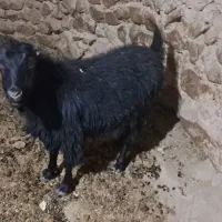 فروش بزغاله بز و بره|حیوانات مزرعه|بیرجند, |دیوار