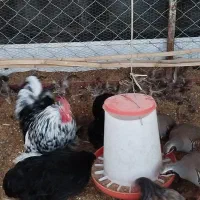 خروس کوچین رنگ خاص