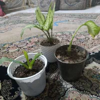گل وگلدان