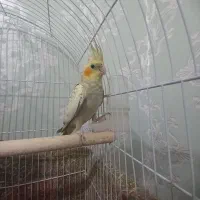 عروس هلندی دستی|پرنده|کرمان, |دیوار