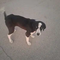 واگذاری سگ خارجی|سگ|گرمسار, |دیوار