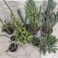 گل خانگی زیبا