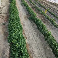 نیازمند کارگر گلخانه