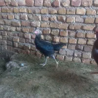 جوجه لاری|حیوانات مزرعه|فامنین, |دیوار