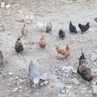 فروش مرغ و خروس محلی