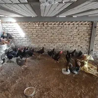 تخم مرغ نطفه دار گلین ریشو و خالدار|حیوانات مزرعه|تهران, شادآباد|دیوار