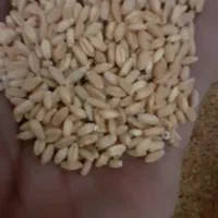 گندم دیمه