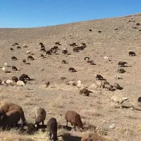 تعداد ۲۴راس میش داشتی