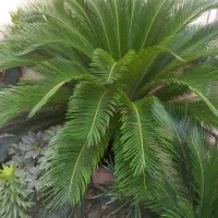 سیکاس۱۰ساله