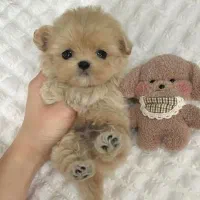 پودلتیپو بازیگوش|سگ|تهران, امیر بهادر|دیوار