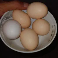 مرغ و خروس آمورک|حیوانات مزرعه|شیراز, میانرود|دیوار