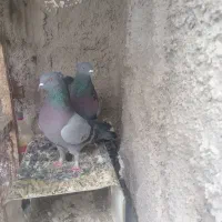 جفت سبز کلایی