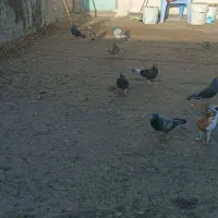 کبوتر پلاکی