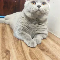 واگذاری گربه بریتیش نر ( لیلاک )