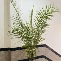 نخل خرما|گل و گیاه طبیعی|میاندوآب, |دیوار