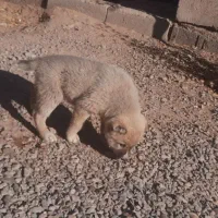 کوچوک|سگ|تایباد, |دیوار