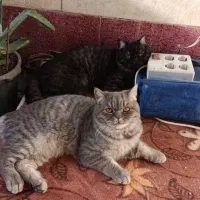 واگذاری گربه بریتیش اسگاتیش