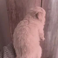 پامر ۲نیم ماهه عروسکی سایز ریز