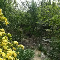 باغچه-300-متری-خرید-وفروش-زمین-فیروز-شهاب-شهر