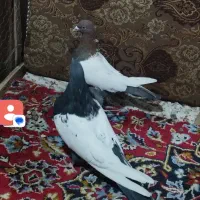 کبوتر رنگی نقش|پرنده|میانه, |دیوار