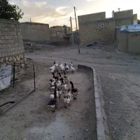 غاز محلی|حیوانات مزرعه|دیواندره, |دیوار