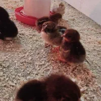 جوجه رسمی 11روزه مرغ خروس بومی گلپایگان