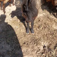 قوچ هترو|حیوانات مزرعه|رادکان, |دیوار