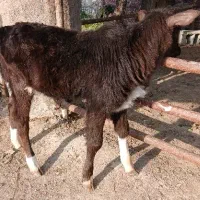 گوساله نر دورگ گیلگ