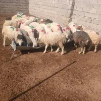 بره نرماده گله ای