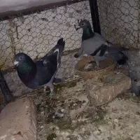 یک جفت سبز المانی