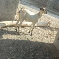 گیسه بربری آبستن ۳ ماه|حیوانات مزرعه|بندرعباس, |دیوار