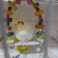 عروسهای سالم و زیبا و کوتولههای سخنگو|پرنده|مشهد, شهید هاشمی نژاد|دیوار