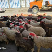 بره گوسفندفروشی سیار قصاب رایگان