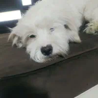 فروشی|سگ|همدان, |دیوار