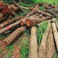 خرید چوب جهت فروش تماس بگیرید