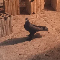 قره لوتی|پرنده|خسروشاه, |دیوار