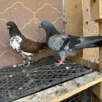 کبوتر