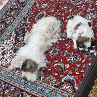 سگ شیتزو.پیدا شده