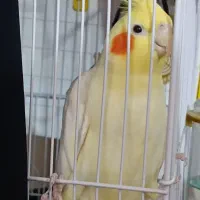 عروس هلندی|پرنده|آغاجاری, |دیوار