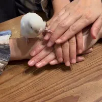 قبول واگذاری پرنده