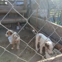 سگ دو رگه ترکمن الابای