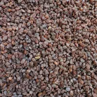 کشمش آفتابی ارگانیک محصول امسال .